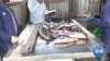 Pandemic's Economic Impact in Kenya Drives Some to Illegal Fishing 