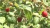 Maline u šarplaninskom kraju