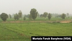 Shinkafa