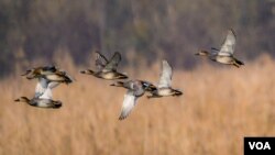 Migratory birds taking a flight towards a wetland known as the ‘Queen Wetland of Kashmir’— Hokersar in Srinagar. (Reyan Sofi/VOA)