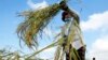 Cambodian Women Empowered in Farming Sector