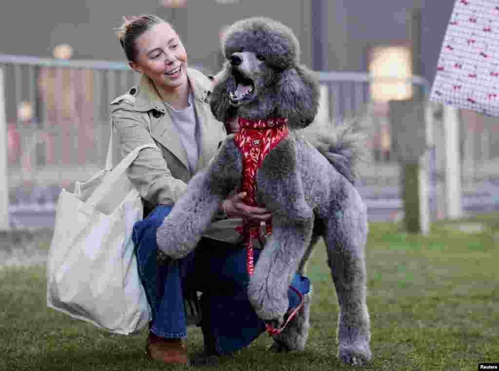 Пудлица за време од првиот ден на саемот за кучиња &bdquo;Crufts&ldquo; во Бирмингем, Британија.