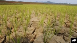 Padi tumbuh dari sawah yang kering di Ryongchon-ri, Korea Utara (foto: dok).