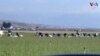 TV Thumbnail - US FARM WORKERS IMMIGRATION