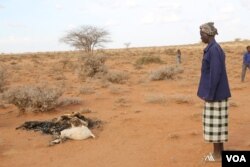 Man looks at carcass of his goats which died due to the severe drought in the Togdher region of Somaliland. (Photo: A. Osman / VOA)