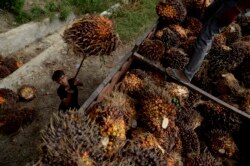 Seorang pekerja memuat buah sawit di sebuah perkebunan kelapa sawit. (Foto: Antara/Sahrul Manda Tikupadang)