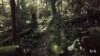 Former West Virginia Coal Mines Turned into Carbon-sucking Forests
