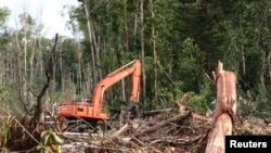 Penebangan hutan di Kuala Tripa, Aceh. (Foto: Dok)