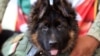 Un militar alza Arkadas, un cachorro regalado por el gobierno turco a México, en una base militar de Ciudad de México, el 3 de mayo de 2023.