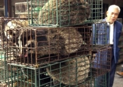 FILE - A man looks at caged civet cats in a wildlife market in Guangzhou, capital of south China's Guangdong Province, China, Jan. 5, 2004.