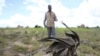 Un Zimbabwéen traverse son champ de maïs à l'extérieur de Harare, le 20 janvier 2016. La région est confrontées à la faim en en raison d'une sécheresse exacerbée par le phénomène climatique El Niño. (REUTERS/Philimon Bulawayo)