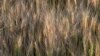 'Biofortified’ Seeds Can Help Combat Malnutrition 