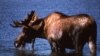 Moose Drool Detoxifies Fungus