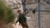 Israel refuses to withdraw from Syrian border zone for now