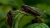 Cicadas Blanket Parts of US