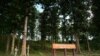 Home of Teak, Burma Forest