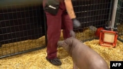This video grab made from the online Neuralink livestream shows Gertrude the pig implanted with a Neuralink device during a presentation on Aug. 28, 2020. (AFP PHOTO/NEURALINK)