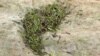 Climate Change Blamed for Outbreak of ‘Army Worms’ 
