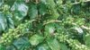 Laos Highland Coffee Farmers Ride Tourism Wave