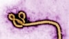17 Deaths Reported in Congo as Ebola Outbreak Confirmed