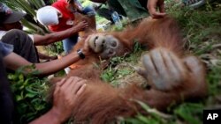 Program Konservasi Orangutan Sumatera (SOCP) memeriksa orangutan yang terluka awal tahun ini di Aceh. (Foto: Dok)