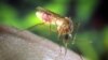 AS Uji Coba Vaksin Baru untuk Virus West Nile