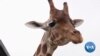 San Antonio Wildlife Ranch Celebrates, Protects Endangered Animals