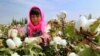 Seorang pekerja tengah memetik kapas di kawasan Hami, di wilayah Xinjiang China barat laut, 20 September 2015. (Foto: dok).